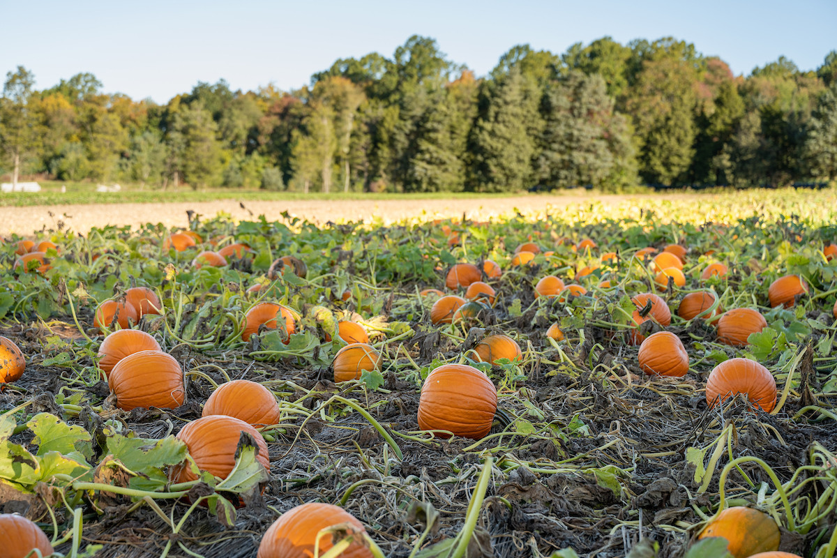 AFT's Brighter Future Fund’s National Grant Awards $91,600 to New England Farmers